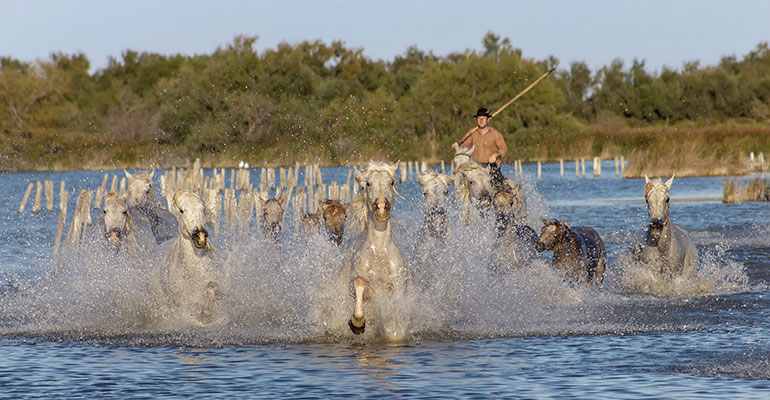 Cavalcade en Camargue