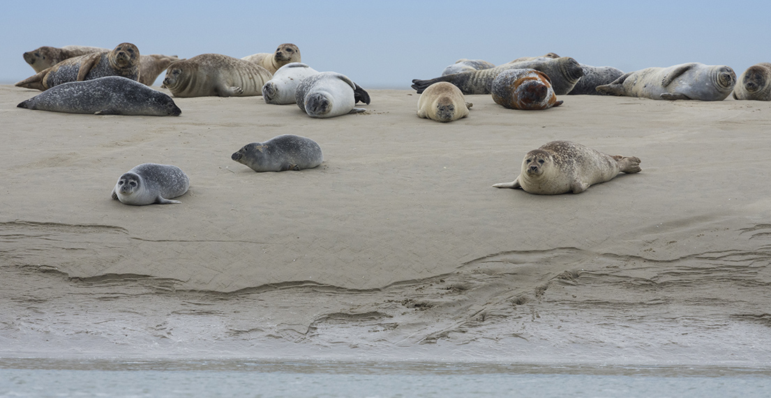 Un groupe de phoque sur une plage