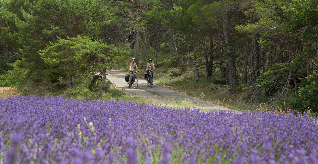Deux cyclistes roulent a cote des champs de lavande