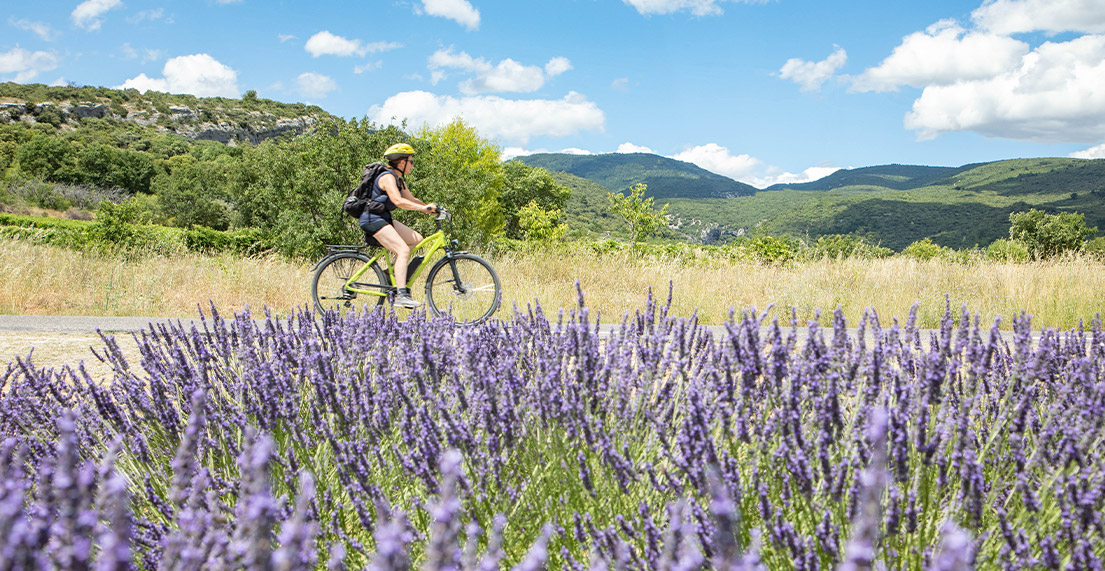Un cycliste roule a travers les champs de lavande
