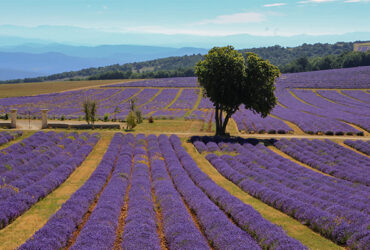 Champs de lavandes