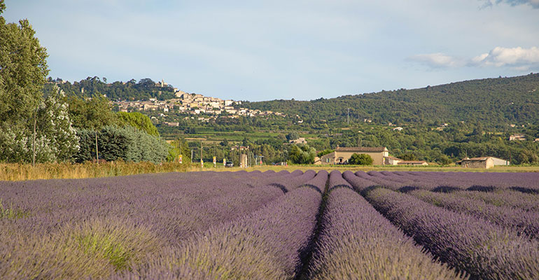 Champs de lavande en Provence