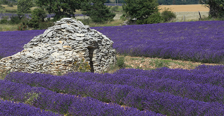 Champs de lavande en Provence