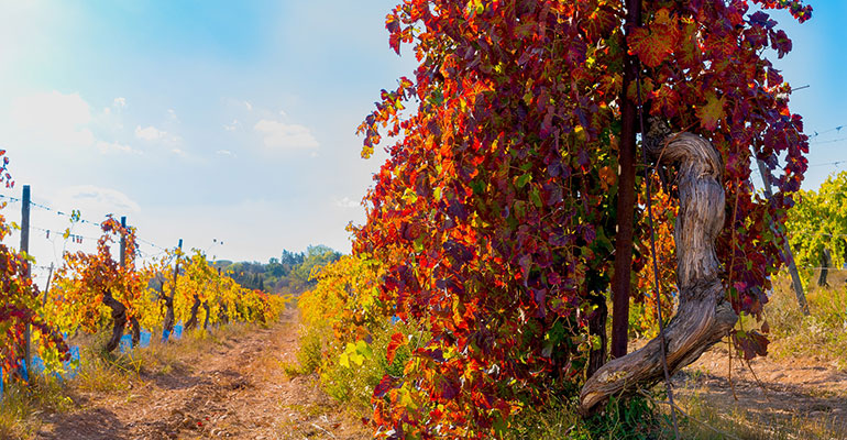 Vignoble en automne dans le Gard