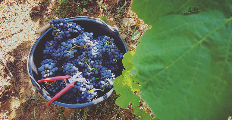 Raisin lors de la récolte en Bourgogne / Vendanges