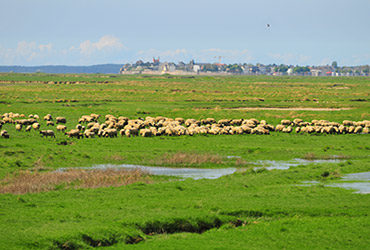 Moutons dans la Baie de Somme