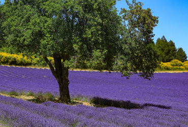 Champ de lavande dans le Luberon