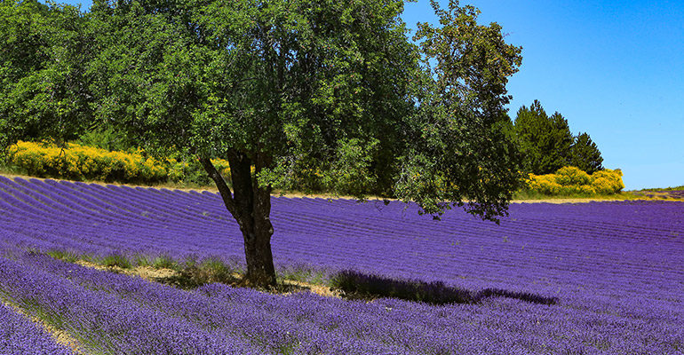 Champ de lavande dans le Luberon