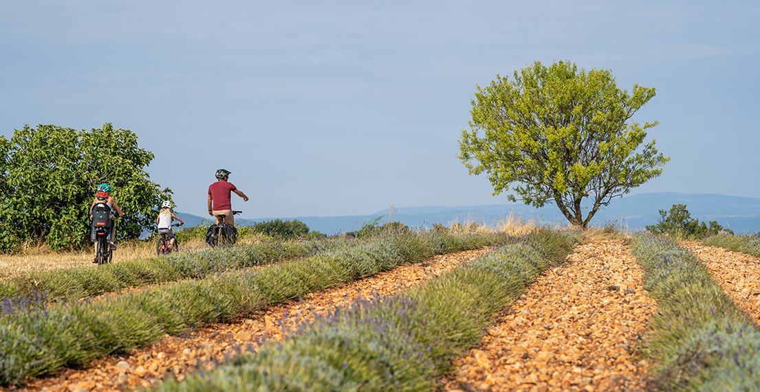 Une famille de cyclistes roule au milieu d'un champ de lavances