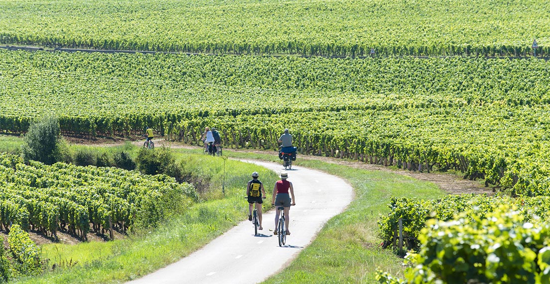 Un groupe de cycliste roule au milieu des vignes