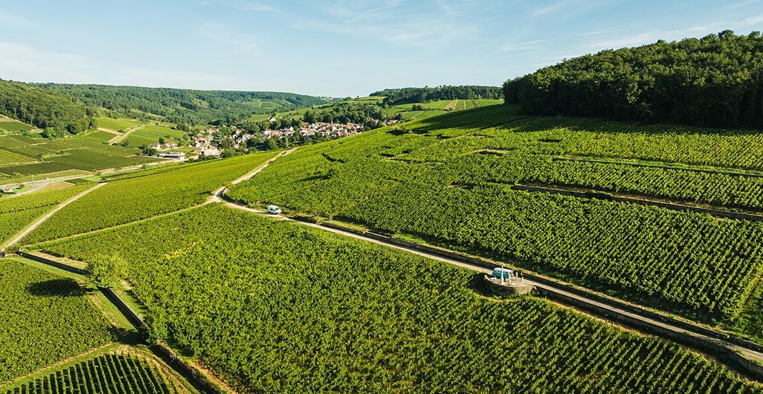 Une route au milieu des vignes vertes