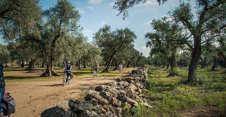 Champs d'oliviers en Italie