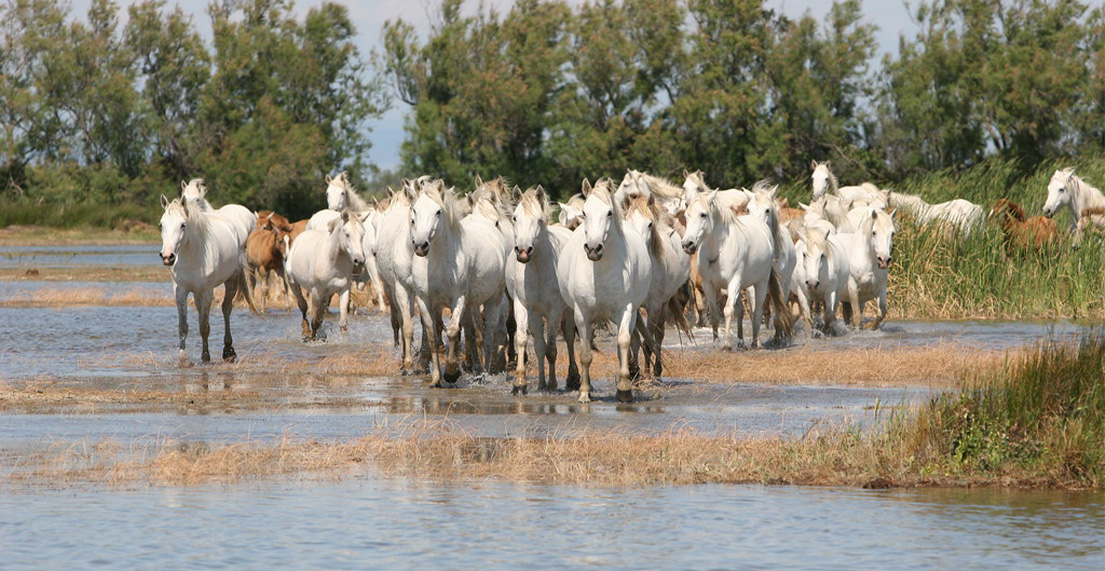 Un groupe de chevaux blancs dans les marais salants de Camargue