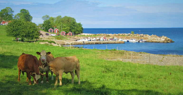Un paysage de campagne et ses vaches