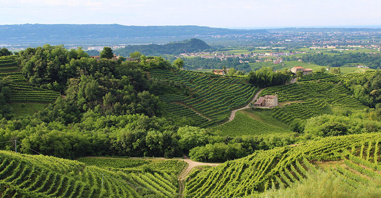 Vue sur une vallée de vignes