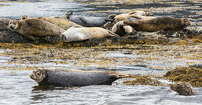 Plage occupée par un groupe de phoques
