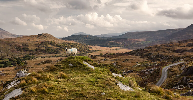 Mouton entouré de landes et montagnes Irlandaises