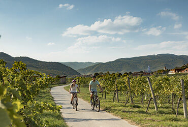 Couple de cyclistes traversant des champs de vignes à vélo