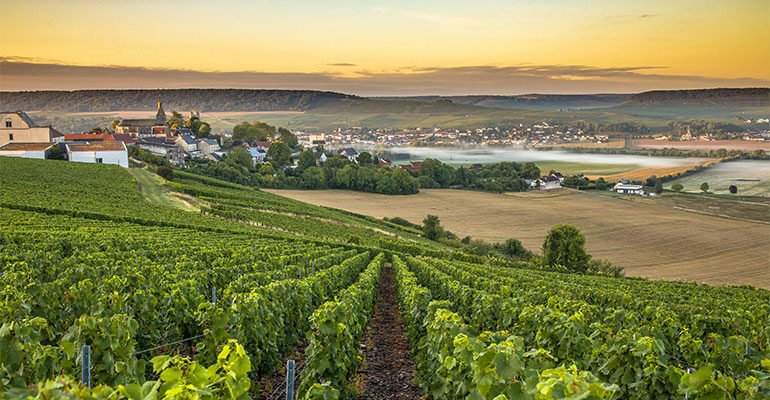 Paysage champenois avec ses vignes et sa campagne au coucher de soleil