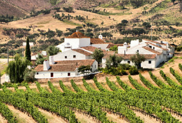 Village entouré de vignobles