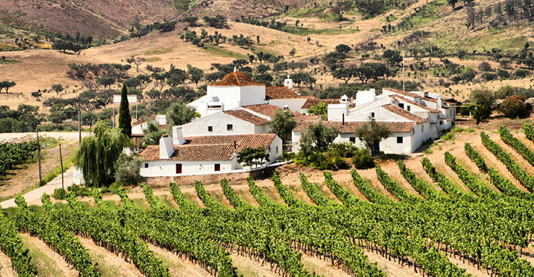 Vignoble en campagne et son petit village de maisons blanches