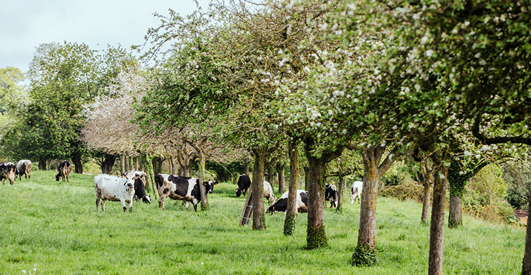 Bocage normand ses vaches et champs de pommiers