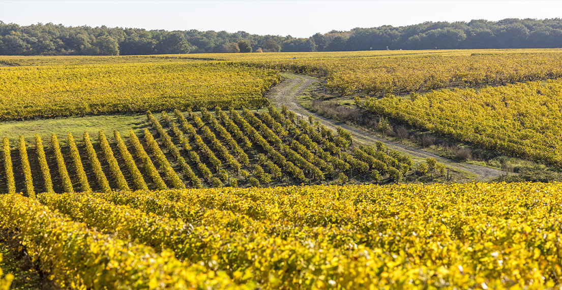 Un chemin de halage parmis les vignes couleur dore