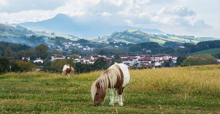 Un cheval dans un pré entouré de montagnes