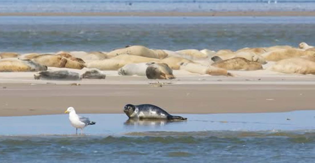 Une plage abritant des phoques