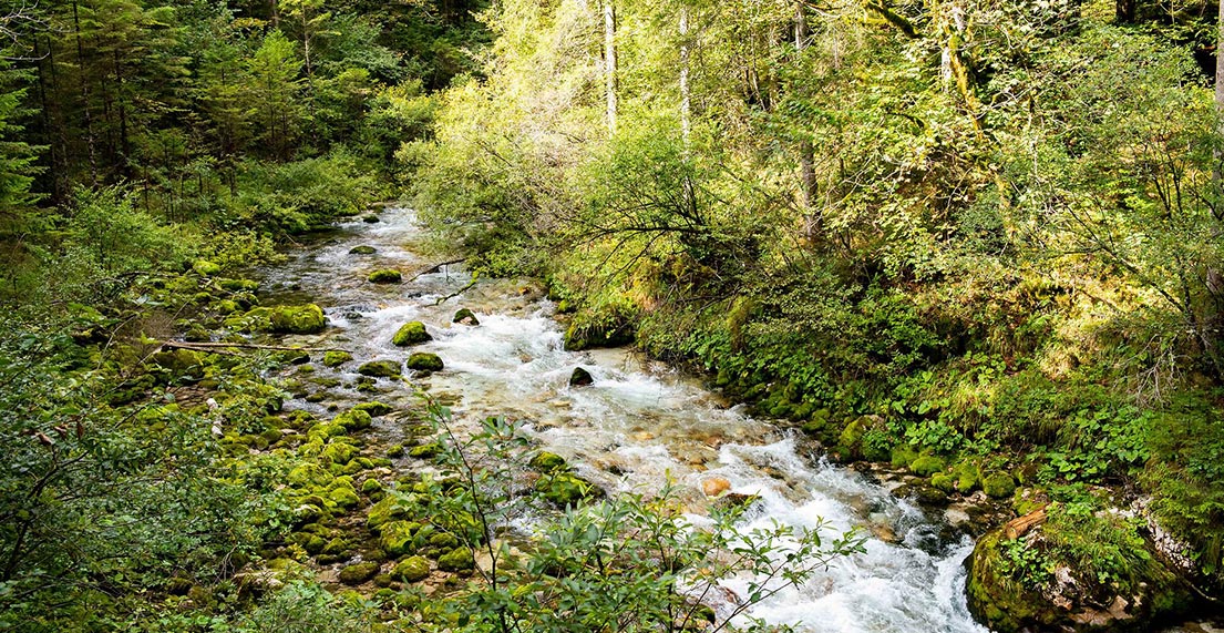 Une rivière en pleine foret