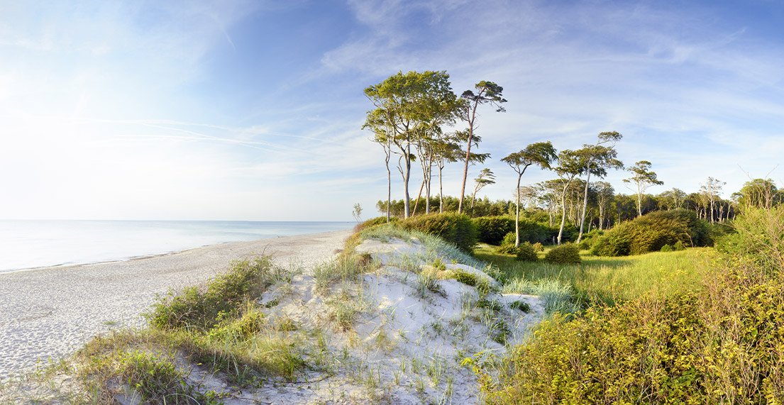 Une plage de sable blanc longée par la mer et une foret de pins